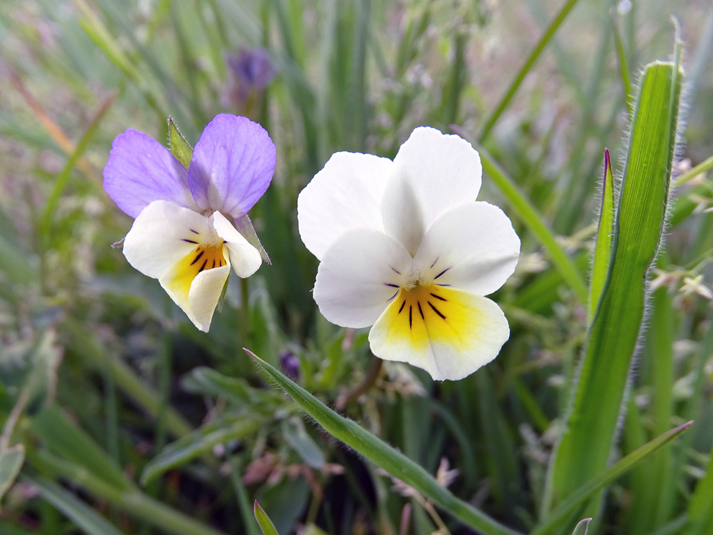 Field Pansy.   Viola arvensis