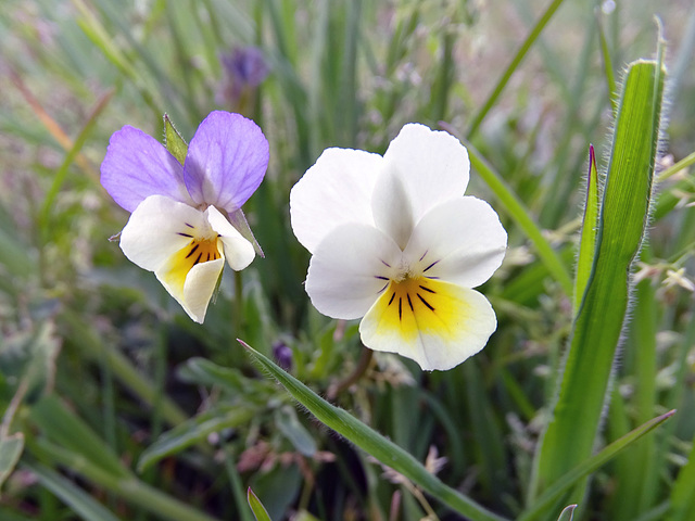 Field Pansy.   Viola arvensis