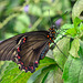 HUNAWIHR: Jardins des papillons 22