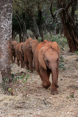 Baby elephants on parade