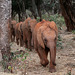 Baby elephants on parade