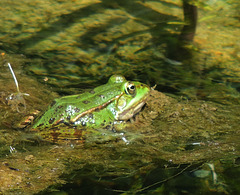 1 (135)...austria kermit frog