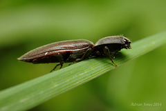 Click Beetle.
