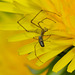 Long Jawed Web Spider. Tetragnathidae