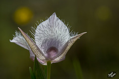 Pictures for Pam, Day 162: SSC: Backlit Mariposa Lily