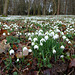 Snowdrops PAUSE