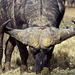 Huge bull African Buffalo
