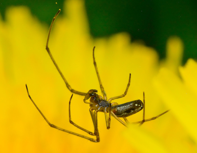 Long Jawed Web Spider. Tetragnathidae