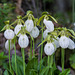 Cypripedium acaule forma albiflorum (white form of Pink Lady's-slipper orchid)