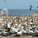 Cape Gannets at Lambert's Bay, South Africa