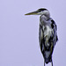 Heron on a roof