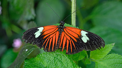 HUNAWIHR: Jardins des papillons 23