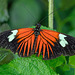 HUNAWIHR: Jardins des papillons 23