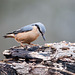 Dicky birds of the New Forest - Nuthatch