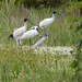 ibis and royal spoonbill