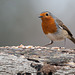 Dicky birds of the New Forest - Robin