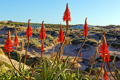 Aloe arborescens flower