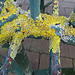 Colours on a bench.  Xanthoria parietina