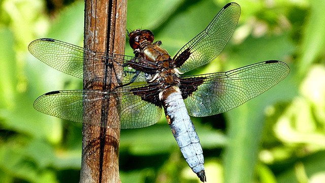 Broad-bodied chaser (male)