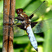 Broad-bodied chaser (male)