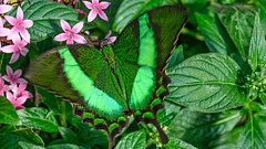 HUNAWIHR: Jardins des papillons 24