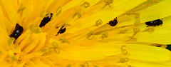 Pollen Beetles