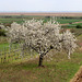 Kirschblüte im Burgenland