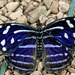 HUNAWIHR: Jardins des papillons 25