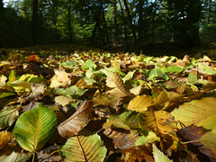 Herbstblätter auf dem Waldweg