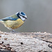 Dicky birds of the New Forest - Blue Tit