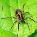 Hunting/Wolf spider??