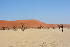 Namibia, Ancient Dried up Forest in Deadvlei