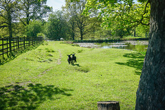 A ''Happy Fence Friday'' to everyone - from Dj.. Hardwick hall lakes.