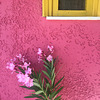 Pink flowers agains a pink wall.