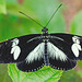 HUNAWIHR: Jardins des papillons 26