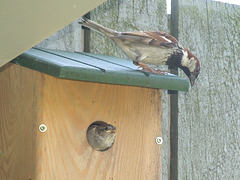 Sparrow chicks soon to take off, 1