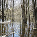 Swamp reflections, Pt Pelee