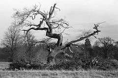 dead tree at Wimpole Hall