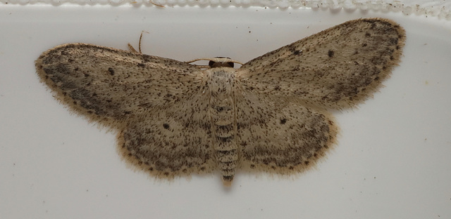 Moth IMG 6654