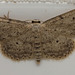 Moth IMG 6654