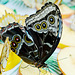 HUNAWIHR: Jardins des papillons 27