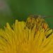Biene im Blütenstaub vom Löwenzahn