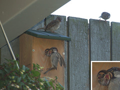 Sparrow chicks soon to take off, 3