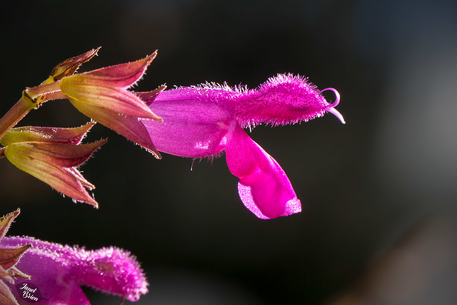 Pictures for Pam, Day 104: Salvia  Greggii Blossom