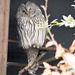 Owl (6)