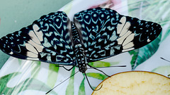 HUNAWIHR: Jardins des papillons 28