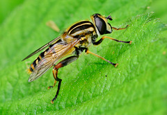 Hoverfly. Helophilus pendulus
