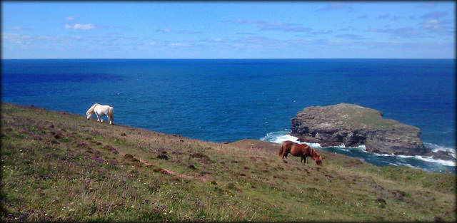 Shetland ponies and Gull Rock, Portreath. For Pam
