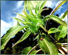 Ladybug at Sunflower bud... ©UdoSm