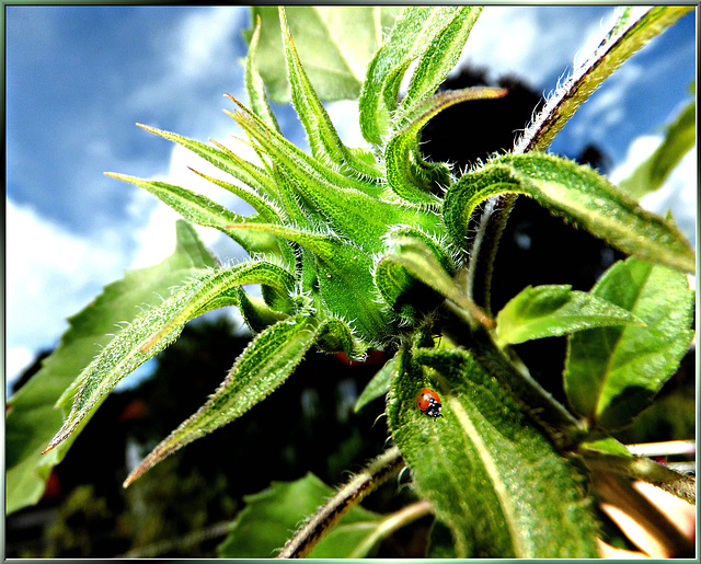 Ladybug at Sunflower bud... ©UdoSm